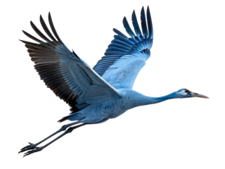 Blue crane in flight isolated on a white background png ai