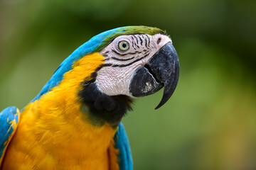 a stunning blue and yellow macaw brings vibrant energy to the heart of the Peruvian jungle. A true icon of the Amazon’s wild beauty and biodiversity