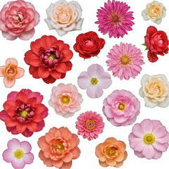 Floral Illustration of Pink and Red Blooming Flowers on Transparent Background