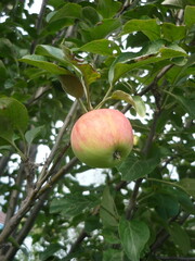 Ripening Apple Hanging from Tree Branch in Natural Light