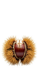 Illustration Brown Chestnut in Open Shell Isolated on Transparent Background