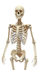 Detailed 3D Rendering of Human Skeleton Bone Structure Isolated Anatomy