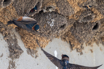 Tree swallows at their nests.