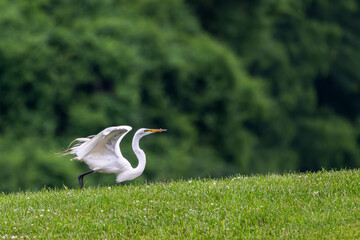 Great egret preparing to take off from a hill.