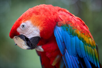 The Scarlet Macaw lights up the rainforest with its bold colors and playful spirit. Nature’s palette at its finest. Pacaya Samiria National Park-Peru