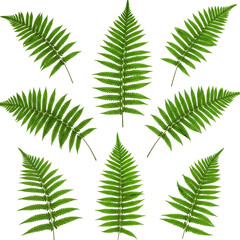 Illustration of Green Fern Leaves Pattern Isolated on Transparent BG