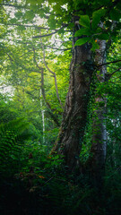 Fototapeta premium Woodland Shots, Humford Woods, Northumberland, June 2025