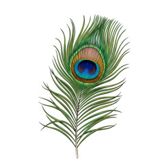 Obraz premium Illustration of a Vibrant Exotic Peacock Feather on Transparent Background