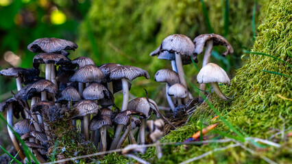 Close up of a cluster of mushrooms growing on a tree trunk