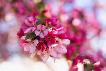 Pink Cherry Blossoms in Bloom with Soft Background