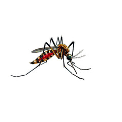 Illustration of Isolated Mosquito Insect with Transparent Background