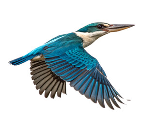 Fototapeta premium Azure kingfisher in flight isolated on white background png ai isolated on a white background