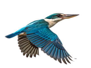 Azure kingfisher in flight isolated on white background png ai isolated on a white background