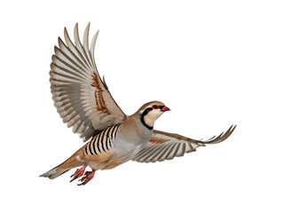 Obraz premium Red-legged partridge in flight isolated on a white background png ai
