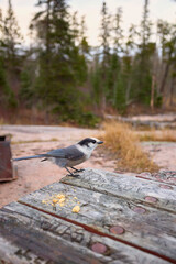 A Gray Jay.