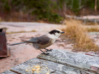 A Gray Jay perched on a rock in a northern forest setting. 