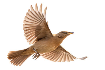 Obraz premium Brown bird in flight isolated on a white background png ai