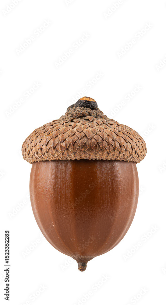 Poster isolated close up acorn seed nut on transparent background