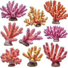 Fototapeta premium Coral Illustration Of Sea Life And Ocean Creatures Isolated On Background