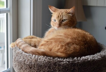 cat on the window sill