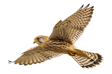 Kestrel bird in flight isolated on a white background png ai