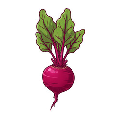 Illustration of Fresh Purple Beet Vegetable with Green Leaves