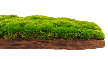 Isolated Green Moss Growth on Wood Background in Nature Element