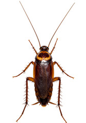 Isolated Close Up of a Brown Winged Cockroach Pest on Transparent Background