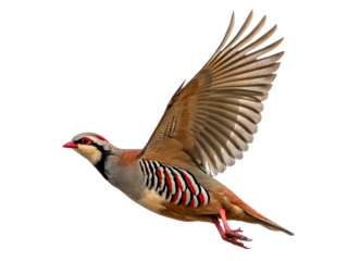 Red-legged partridge in flight isolated on a white background png ai