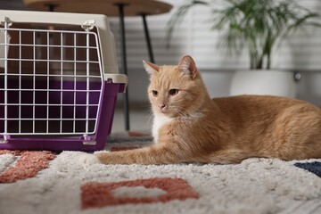 Cute cat and pet carrier on floor at home
