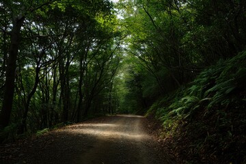Obraz premium Sunlight filtering through dense green forest trees onto a quiet dirt path surrounded by ferns and undergrowth