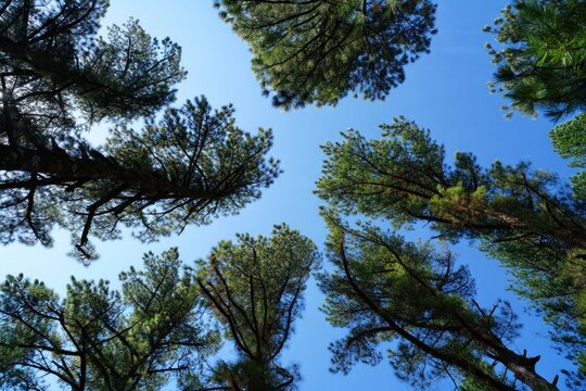 View looking up at tall pine trees with green needles against a clear blue sky on a sunny day