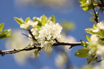 Beautiful blossoming plum tree with white flowers outdoors, closeup