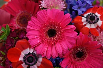 Fototapeta premium Close-up of a vibrant bouquet featuring pink gerbera daisies, red and white anemones, purple hyacinths, and other colorful flowers with water droplets