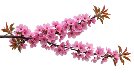 Isolated Pink Blossom Branch Spring Floral Bloom on Transparent Background