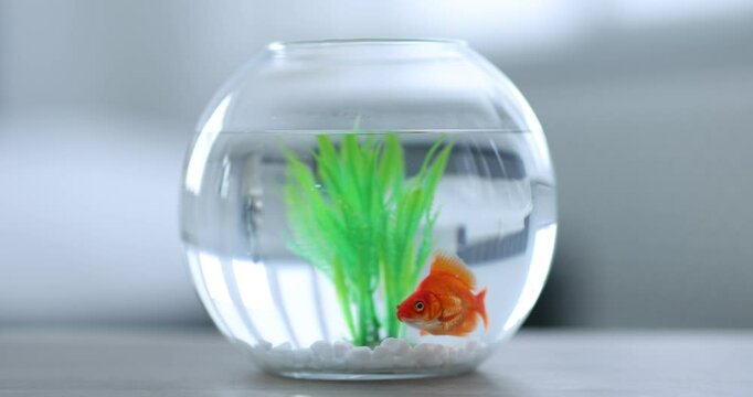 Gold fish swimming in aquarium with clean water on grey table against blurred background, closeup