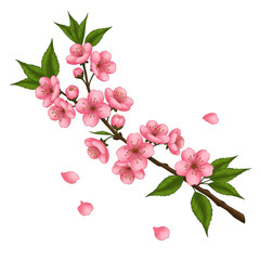 Illustration Pink Cherry Blossom Branch with Transparent Background