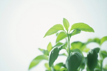 Obraz premium Green plant with leaves against a bright setting for botanical studies and nature photography