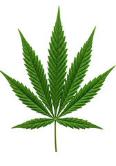 Isolated Marijuana Leaf Green Cannabis Plant on Transparent Background