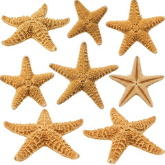 Isolated Background of Multiple Starfish on Transparent Backdrop