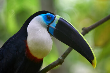 the White-throated Toucan (Ramphastos tucanus) perched gracefully in the heart of Pacaya Samiria. One of the rainforest’s most iconic voices, its call echoes through the dense canopy.