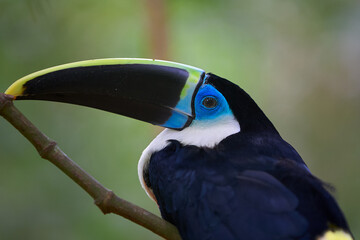 the White-throated Toucan (Ramphastos tucanus) perched gracefully in the heart of Pacaya Samiria. One of the rainforest’s most iconic voices, its call echoes through the dense canopy.
