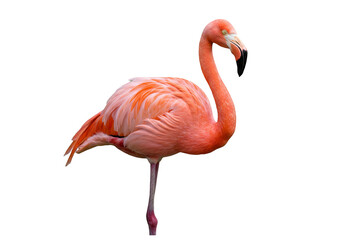 Isolated Pink Flamingo Standing Graceful Bird On Transparent Background