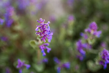 Obraz premium Purple Wildflower in Bloom