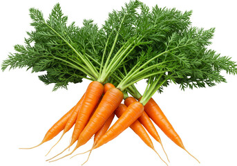 Isolated Bunch of Fresh Carrots Vegetable Nutrition in Transparent