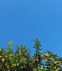 tree crown with foliage and tangerines against blue sky. space for creative text, advertising. Copy space 