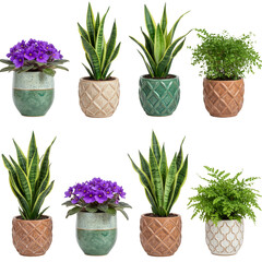 Fototapeta premium Isolated Potted Plants Assortment Foliage Greenery Flora on Transparent Background