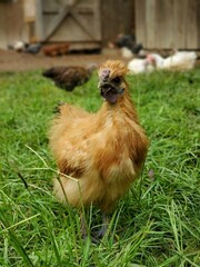 Close-up of a buff-colored Silkie rooster standing on green grass near a rustic wooden coop. Silkie rooster captured in natural light with a blurred background of other free range chickens. 