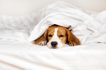 Dog Beagle sleeps on the bed under a blanket.