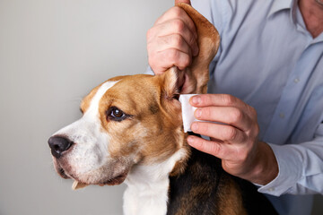 The veterinarian cleans the beagle dog's ears with a napkin.